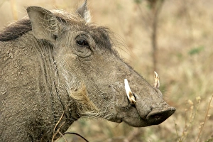 Warthog - close-up of head Warthog - close-up of head