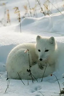 Prints of WAT-496 ARCTIC FOX M. Watson Please note that prints are for personal display purposes only and may not be reproduced in any way. Arctic Fox Prints: Arctic Fox Print