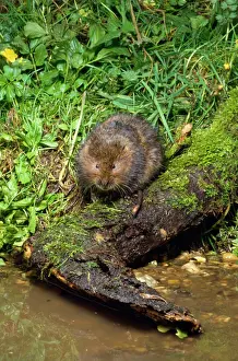 Water Vole Print - Arvicola terrestris at UK waters edge