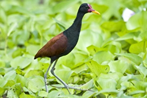 Wattled Jacana - walking on water vegetation Wattled Jacana - walking on water vegetation