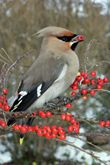 Waxwing eating Cotoneaster lacteus berries Waxwing eating Cotoneaster lacteus berries