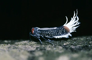 Waxy-tailed Lantern Bug - Cicada family Waxy-tailed Lantern Bug - Cicada family