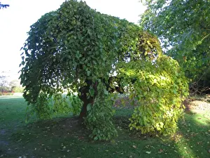 Ardea Wildlife Prints For Sale Prints: Weeping White Mulberry Tree