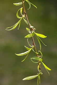 Weeping Willow Prints: Weeping Willow - leaves in spring