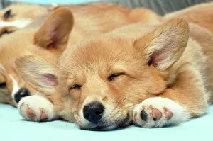 Welsh Corgi Dog - (Pembroke). close-up asleep Welsh Corgi Dog - (Pembroke). close-up asleep