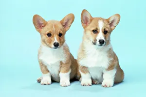 Welsh Corgi Dog Pembroke puppies For sale as Framed Prints