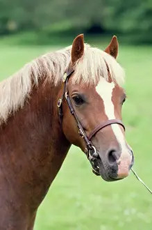 Horse Head Close Up Prints: Welsh Pony
