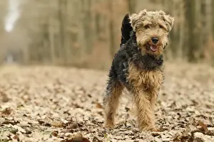Welsh Terrier Print LA-7214