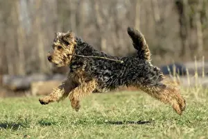 Prints of LA-7212 Dog - Welsh Terrier Jean-Michel Labat Please note that prints are for personal display purposes only and may not be reproduced in any way. Images Dated 2011 February: Welsh Terrier Print - LA-7212 by Jean-Michel Labat
