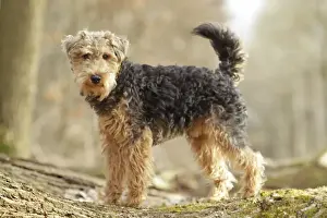 Welsh Terrier Print