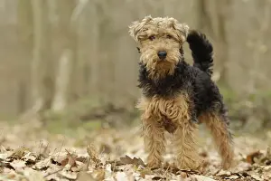Welsh Terrier Print - LA-7203 by Jean-Michel Labat