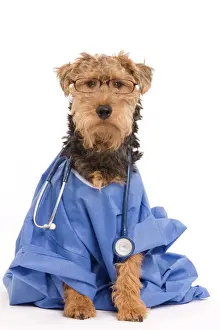 Welsh Terrier in Doctor's Outfit Print (LA-7223)