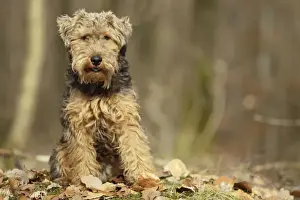 Welsh Terrier Print