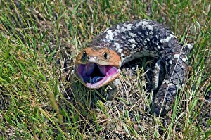 Western Blue Tongue / Shingleback - opening mouth and exposing blue tongue in threat display Western Blue Tongue / Shingleback - opening mouth and exposing blue tongue in threat display