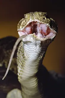 Western Diamondback Rattlesnake (Rattlesnake, Snakes)