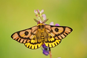Western Sheep Moth - on lupine wildflower in subalpine meadow, summer Western Sheep Moth - on lupine wildflower in subalpine meadow, summer