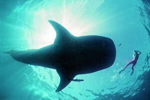 Underside Collection: Whale shark - Shark in silhouette with snorkeller Ningaloo reef, Western Australia