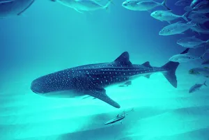 Whale Shark - Shark is swimming near the bottom in 24m. School of Trevally are following Whale Shark - Shark is swimming near the bottom in 24m. School of Trevally are following