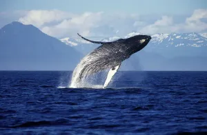 Dolphins And Whale Prints: Humpback Whale Breaching Print