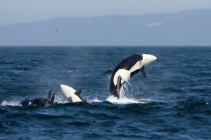 Dolphins And Whale Prints: Transient Killer Whale Print - Breaching in Monterey Bay