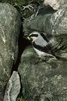 Oenanthe Oenanthe Species Prints: Wheatear