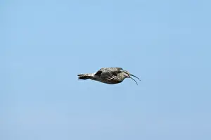Bird Photography Prints: Whimbrel - in flight