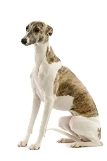 Unique Pet Photography Gifts Prints: Whippet