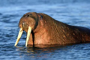Whiskered / Atlantic Walrus Whiskered / Atlantic Walrus