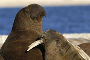 Whiskered / Atlantic Walrus - two Whiskered / Atlantic Walrus - two