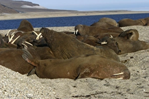 Whiskered / Atlantic Walrus - group sleeping Whiskered / Atlantic Walrus - group sleeping