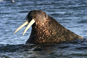 Whiskered / Atlantic Walrus - head out of water Whiskered / Atlantic Walrus - head out of water