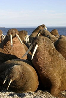 Whiskered / Atlantic Walrus - male Whiskered / Atlantic Walrus - male
