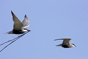 Whiskered Tern - in flight carrying nesting material Whiskered Tern - in flight carrying nesting material