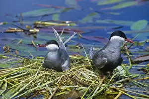 Sea Bird Photography Prints: Whiskered Terns