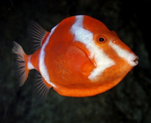 White-barred Boxfish, south Australian coasts White-barred Boxfish, south Australian coasts