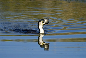 White-breasted Cormorant swallowing recently caught tilapia fish White-breasted Cormorant swallowing recently caught tilapia fish