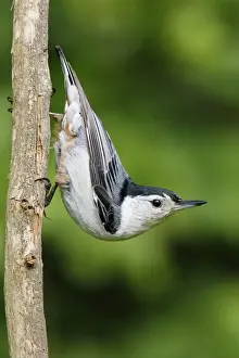 White-breasted Nuthatch Print (Sitta carolinensis)