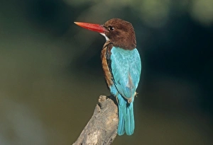 White breasted / White throated Kingfisher - perched on branch White breasted / White throated Kingfisher - perched on branch