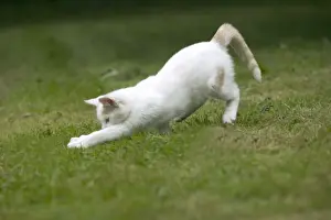 Animal Lover Gifts Online Prints: White Cat - pouncing