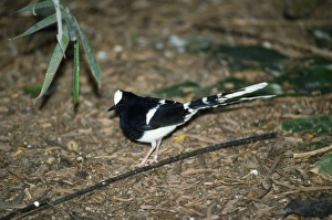 White Crowned Forktail White Crowned Forktail