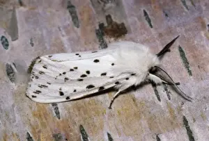 European Insect Wildlife Prints: White Ermine Moth