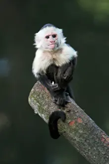 Prints of USH-3838 White faced Capuchin Monkey - sitting on log distribution - Costa Rica, Honduras Primate Prints: White-faced Capuchin Monkey Print - Costa Rica and Colombia