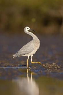 White-Faced Heron - on mudflats near mangroves White-Faced Heron - on mudflats near mangroves