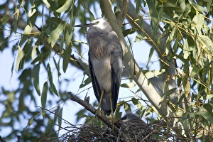 White-faced Heron - At nest with chicks White-faced Heron - At nest with chicks