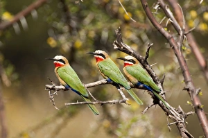 White-fronted Bee-eater - three sitting on branch White-fronted Bee-eater - three sitting on branch