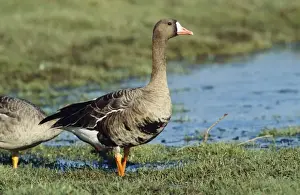 Bird Photography Prints For Sale Prints: White-fronted Goose