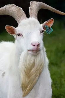 Johan De Meester Artwork Prints: White Goat