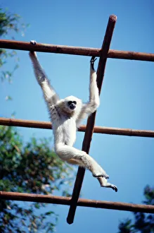 White-handed Gibbon - light phase White-handed Gibbon - light phase