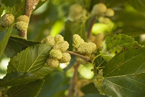 White Mulberry Morus alba with ripe berries White Mulberry Morus alba with ripe berries