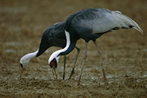White-naped Crane - Wintering birds feeding White-naped Crane - Wintering birds feeding